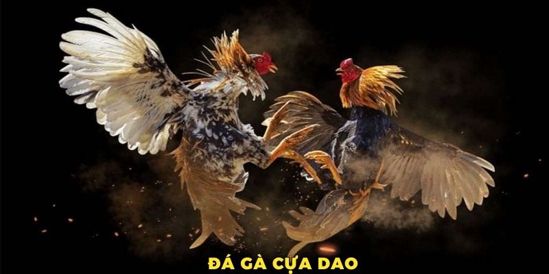 Avatar đá gà cựa dao