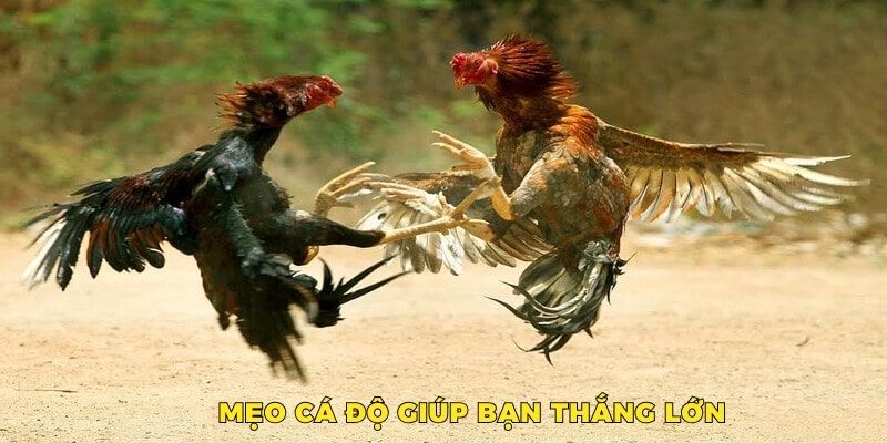 Những chiến thuật hiệu quả, giúp hội viên mang về thắng lớn khi soi kèo