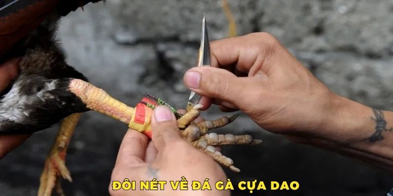 Tổng quan đá gà cựa dao