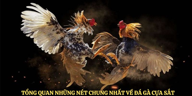 Tổng quan những nét chung nhất về đá gà cựa sắt