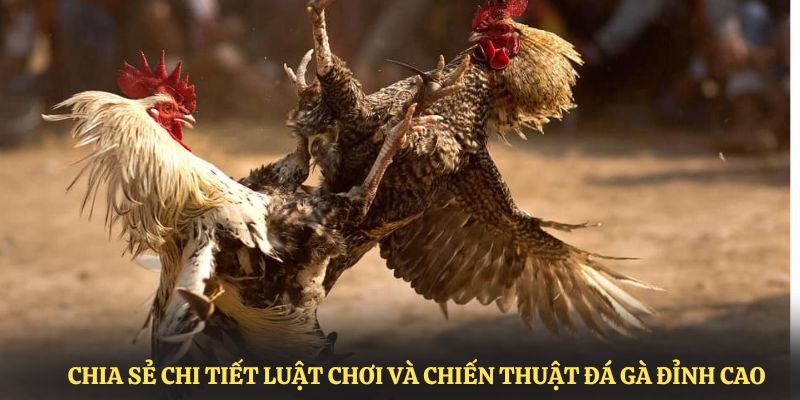 Chia sẻ chi tiết luật chơi và chiến thuật đá gà đỉnh cao