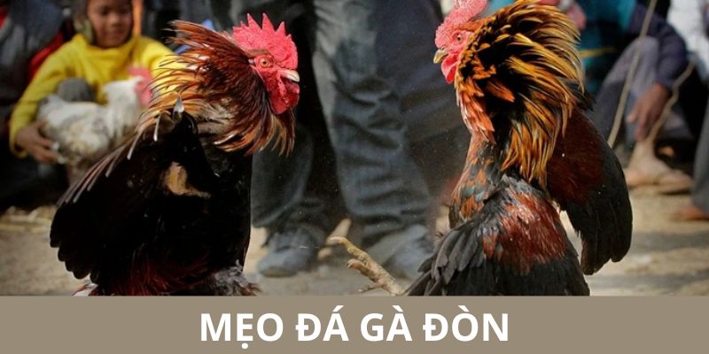 Tổng hợp những mẹo cược kèo gà đá cực hiệu quả tại hệ thống