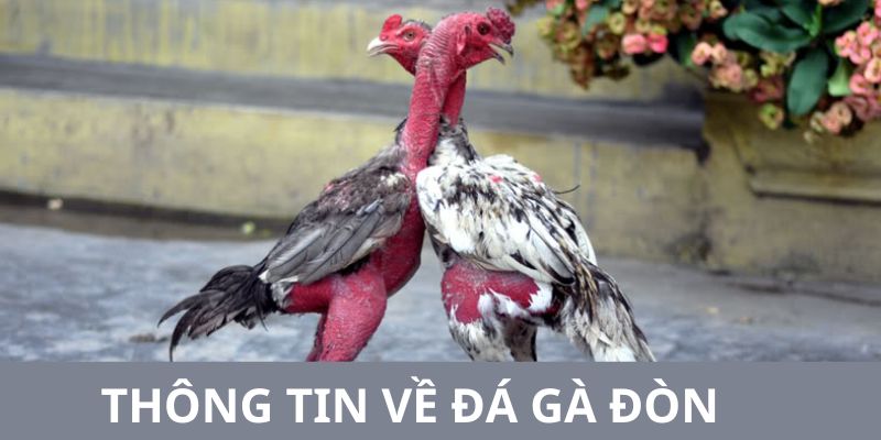 Thông tin liên quan đến thể loại giải trí được yêu thích nhất nhà cái
