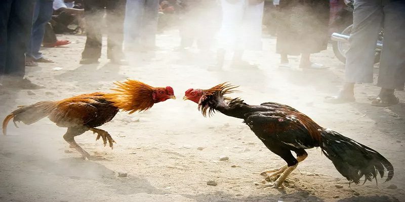 Những kèo cược hot nhất đá gà Philippines
